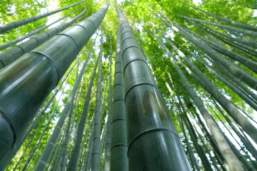 бамбук, лес, природа, зелёные, вид с низу