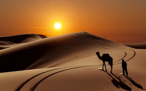 верблюд, пустыня, солнце, песок, коричневые, желтые