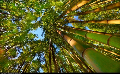 лес, деревья, ствол, бамбук, природа, зеленые, синие