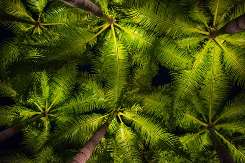 деревья, пальмы, кусты, вид снизу, зелёные