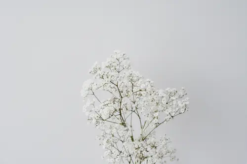 растение, кустарник, цветение, весна, белые