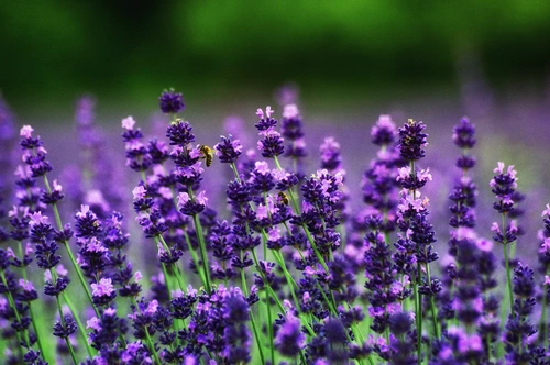 цветы, поле, фиолетовые, пчела, зеленые, луг