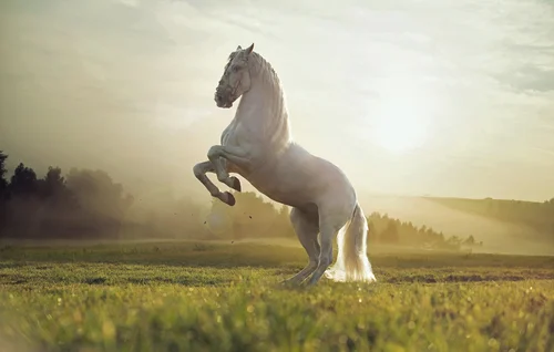 животные, конь, лошадь, скакун, небо, лес, поле, трава, зелёные, белые