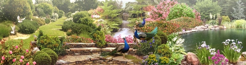 сад, пруд, водопад, павлины, голуби, цветы, панорама, зелёные