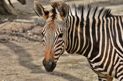 зебра, серые, звери, животные, дикие, сафари, зоопарк, черные, белые, бежевые