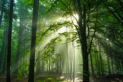 лес, деревья, тропа, просвет, лучи солнца, зелёные