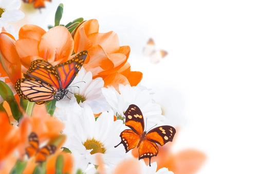 тюльпаны, бабочка, насекомые, белые, красные, оранжевые