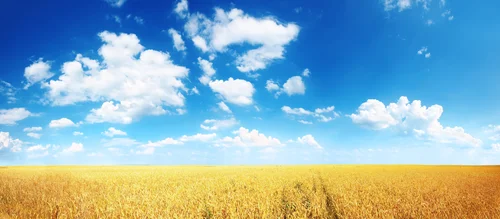небо, облака, горизонт, поле, рожь, трава, голубые, бежевые
