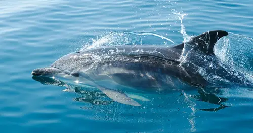 дельфин, животные, вода, море, океан, брызги, синие, голубые