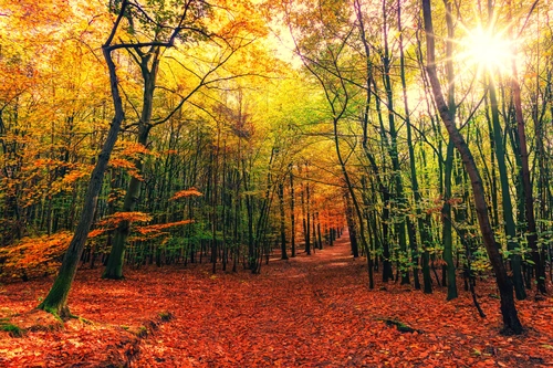 лес, деревья, тропа, листва, осень, солнце, красные, жёлтые, зелёные