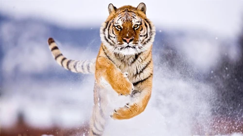 животные, тигр, прыжёк, снег, хищник, белые, коричневые