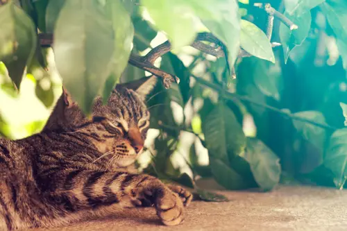 кошка, кот, животные, листва, зеленые
