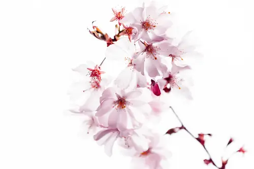 цветы, цветок, сакура, цветущая сакура, весна, розовые, белые, светлые