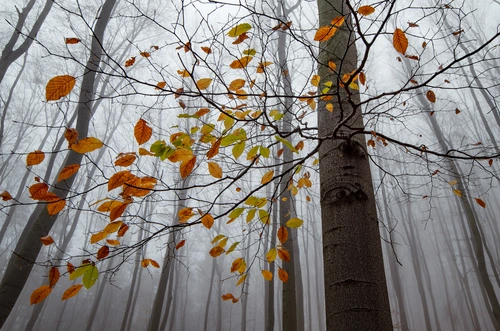 осень, туман, лес, дерево, деревья, времена года, осина, листья, серые, желтые, оранжевые