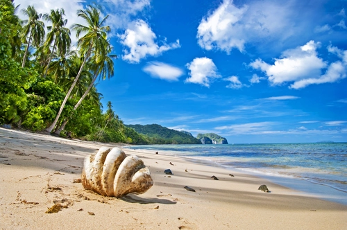 пальма, ракушка, океан, пляж, зеленые, природа, бежевые, синие, белые