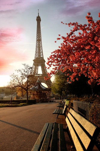 сакура, эйфелева башня, париж, скамейка, коричневые, розовые