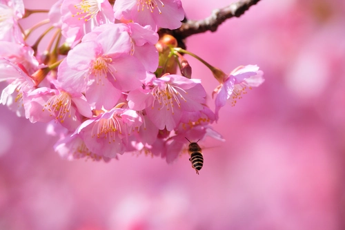 пчела, насекомые, сакура, розовые, коричневые