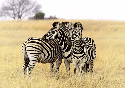 зебры, животные, сафари, степь, бежевые, черные, желтые, серые
