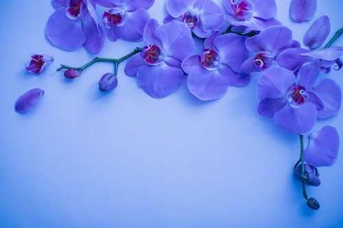 куст, цветы, орхидеи, лепестки, голубые
