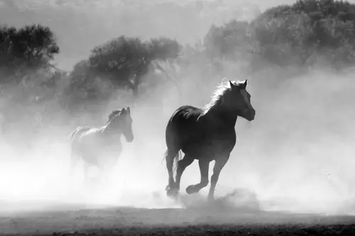 туман, лошадь, животные, бег, черно-белые, светлые, серые
