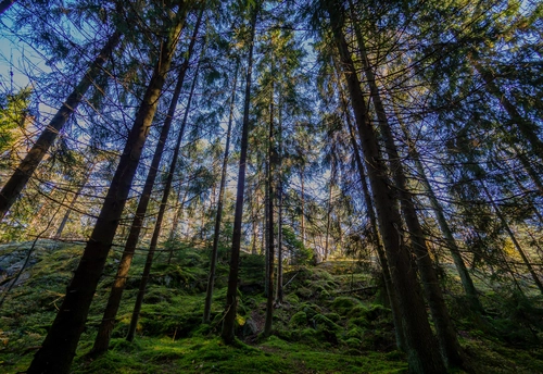 ствол, деревья, природа, лес, финляндия, зеленые, синие, коричневые