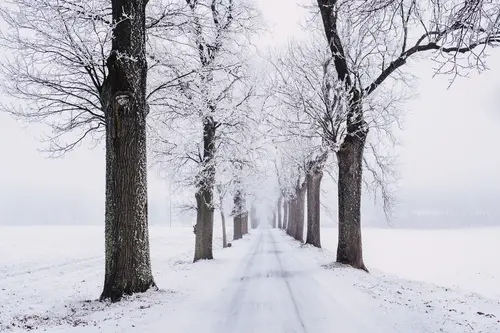 снег, зима, дорога, аллея, деревья, белый, коричневый, белые, коричневые