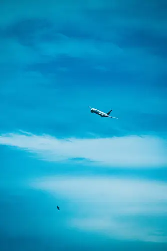 небо, птица, самолет, транспорт, синие, голубые