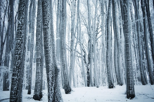 деревья, зима, мороз, белые, серые, природа