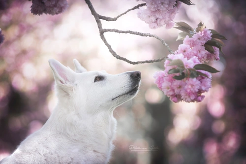 сакура, волк, ветвь, цветы, белые, розовые