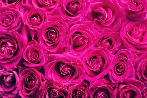 розовые, розы, фон, романтические, цветочные, цветение, весна, цветы, цветок