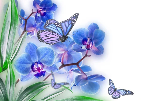 цветы, бабочки, бабочка, синие, мягкое боке, белый фон