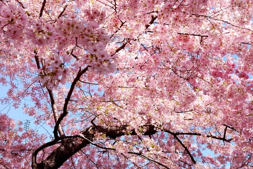 сакура, япония, розовые, деревья, цветки
