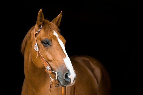 лошадь, конь, животные, черные, коричневые, темные, бежевые