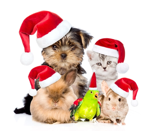 кролик, хомяк, попугай, собака, кот, животные, новый год, белые, красные, коричневые, зеленые