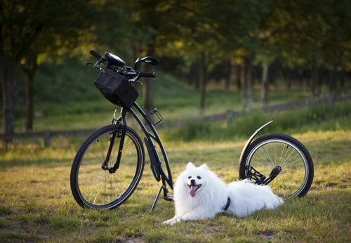 велосипед, транспорт, пес, собака, прогулка, спорт, отдых, природа, лес, парк, зеленые, белые, черные
