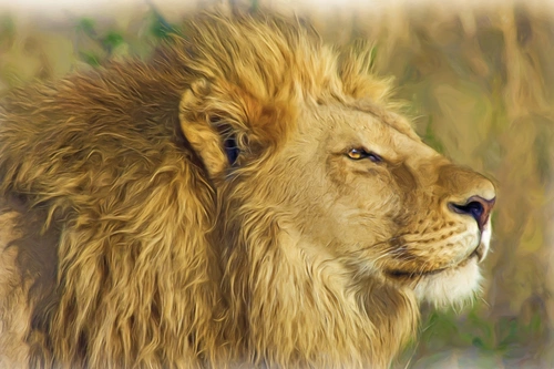 лев, звери, животные, хищник, зоопарк, бежевые, желтые