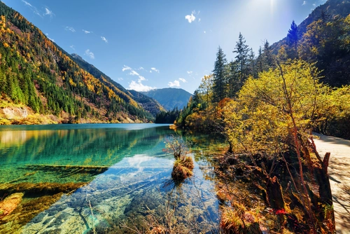 коряга, озеро, природа, зеленые, синие, осень, желтые