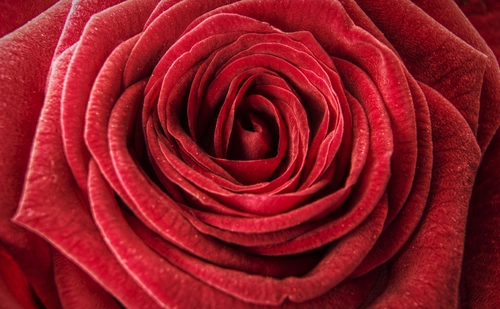 роза, бутон, красные, черные, цветы, фото