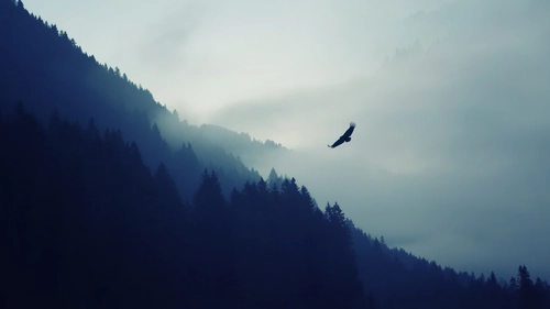 орел, леса, холмы, туман, темные, серые