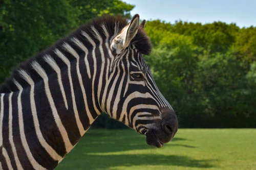зебра, звери, животные, дикие, сафари, зоопарк,  черные, белые, зеленые