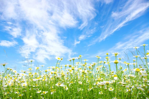 растения, небо, облака, поле, трава, ромашки, голубые, зелёные