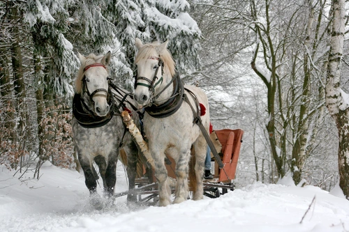 лошадь, животные, сани, снег, зима, белые