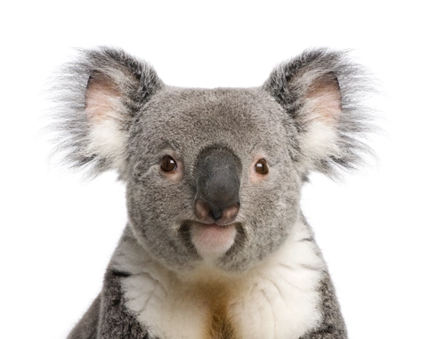 коала, белый фон, серые, животные, черные, белые
