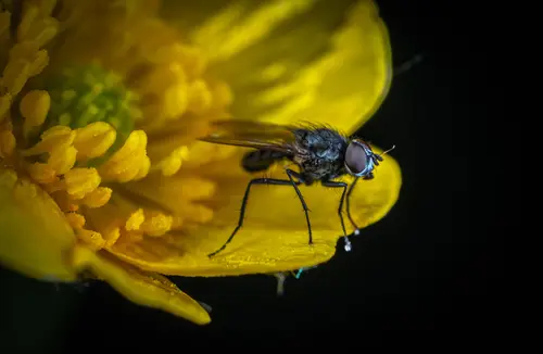 муха, насекомые, цветок, цветы, желтые, черные