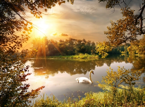 озеро, лебедь, природа, осень, желтые, коричневые, зеленые