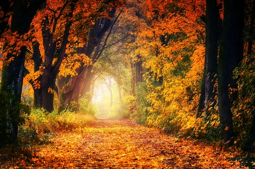 осенний лес, лес, тропа, деревья, красный, красные, оранжевый, оранжевые, желтый, желтые, коричневый, коричневые, перспектива