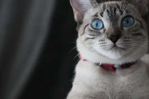 кошка, кот, животные, ошейник, голубые глаза, серые