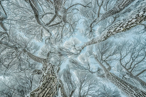 зимние деревья, ветви, снег, вид снизу, голубые