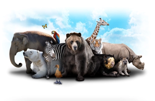 животные, белый фон, медведь, жираф, слон, белые, коричневые, черные