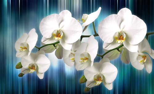 цветы, белые орхидеи, ветвь, линии, синие, белые